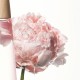 L'Eau D'Issey Pivoine